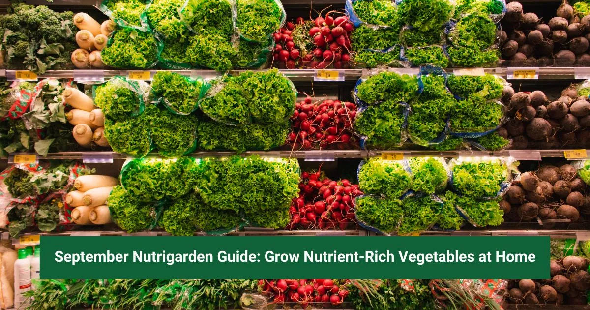 September Nutrigarden Guide: Grow Nutrient-Rich Vegetables at Home