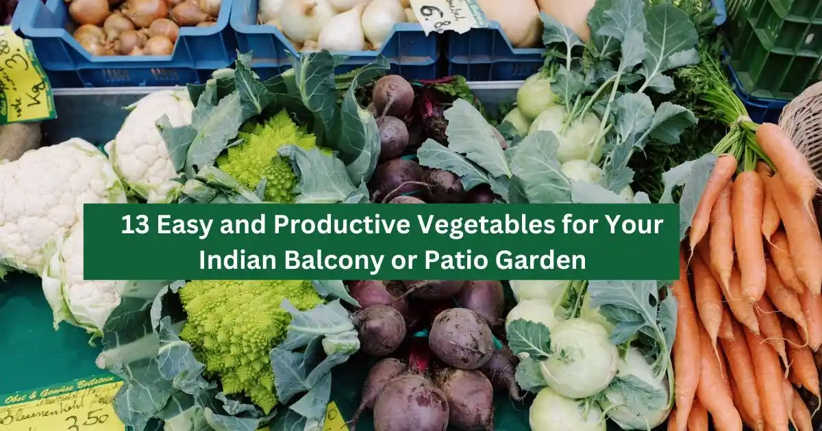 13 Easy and Productive Vegetables for Your Indian Balcony or Patio Garden