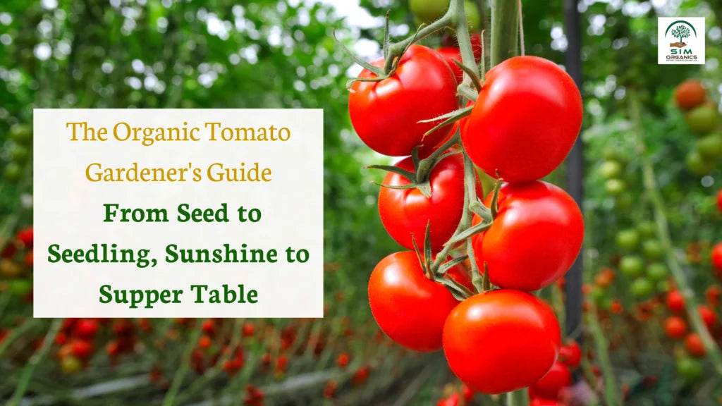 Organic Tomato Gardening Secrets: From Seedling to Supper Table