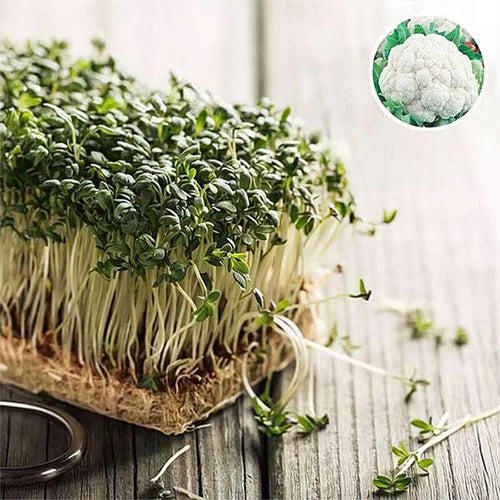 How to Grow Cauliflower Microgreen Seeds Successfully in Your Home Garden