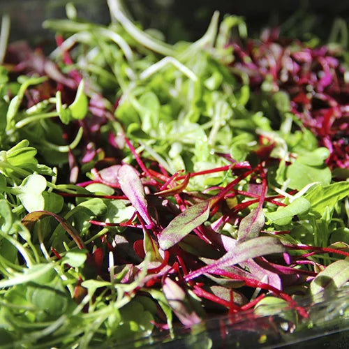 From Plate to Health: How to Incorporate Microgreens Daily