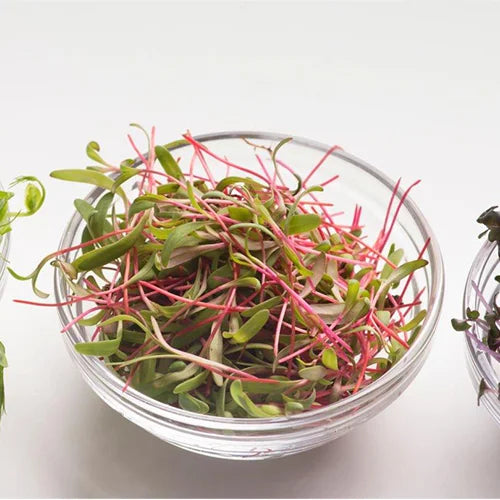 Elevate Your Cuisine: Innovative Microgreen Recipes and Perfect Pairings