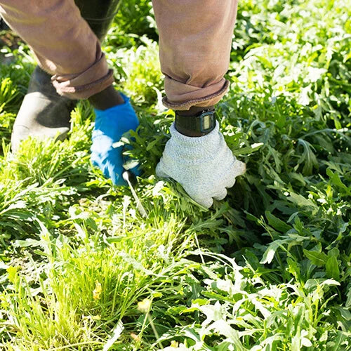 The Ultimate Guide to Biofertilizers for Organic Gardening