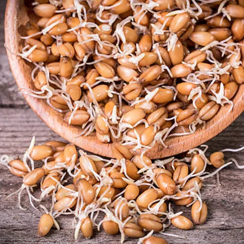 Integrating Sprouts: Practical Tips for a Seamless Daily Routin