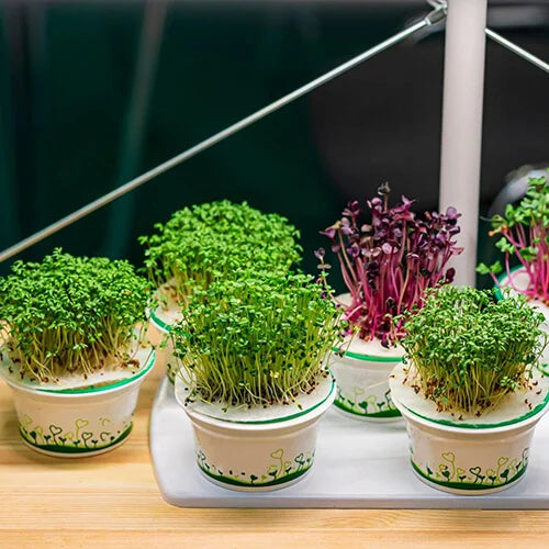 Unveiling the Best: Learn How to Cultivate the Top 10 Healthiest Microgreens