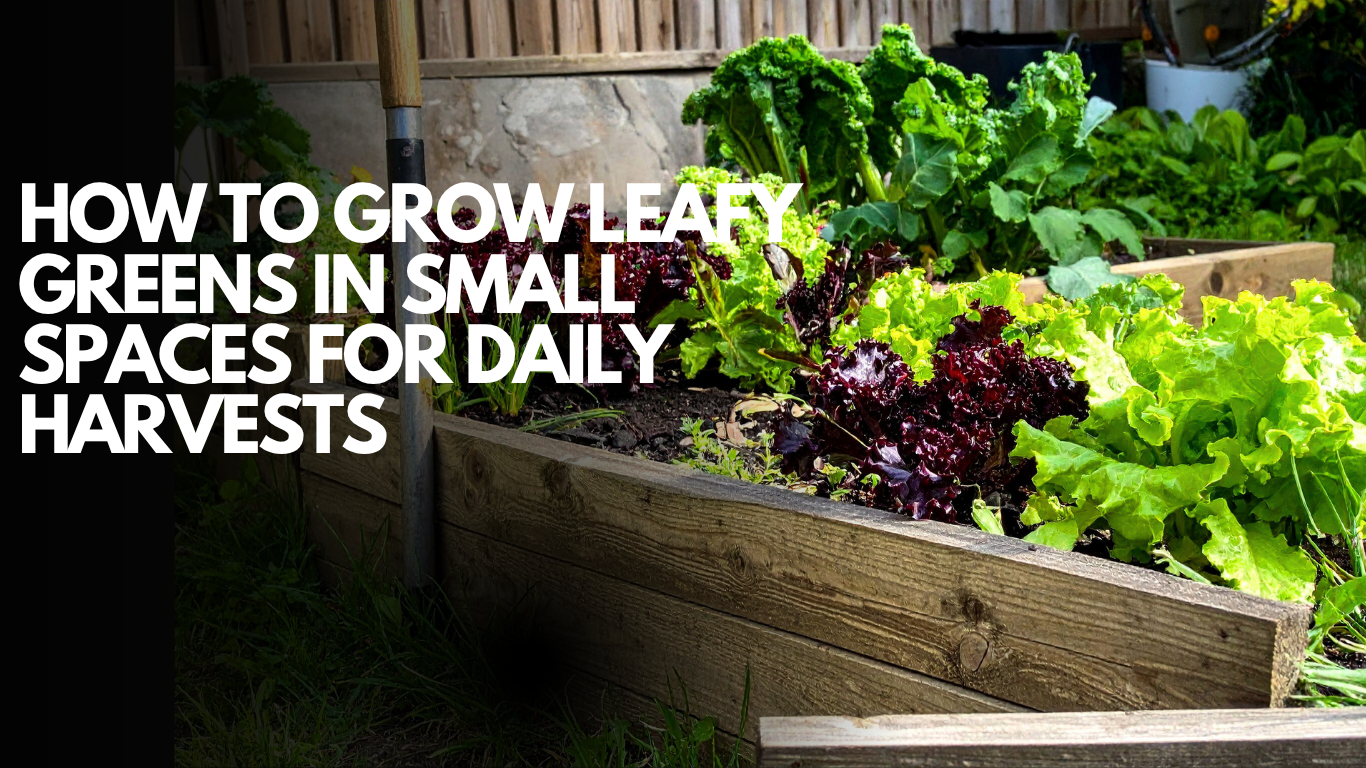 How to Grow Leafy Greens in Small Spaces for Daily Harvests