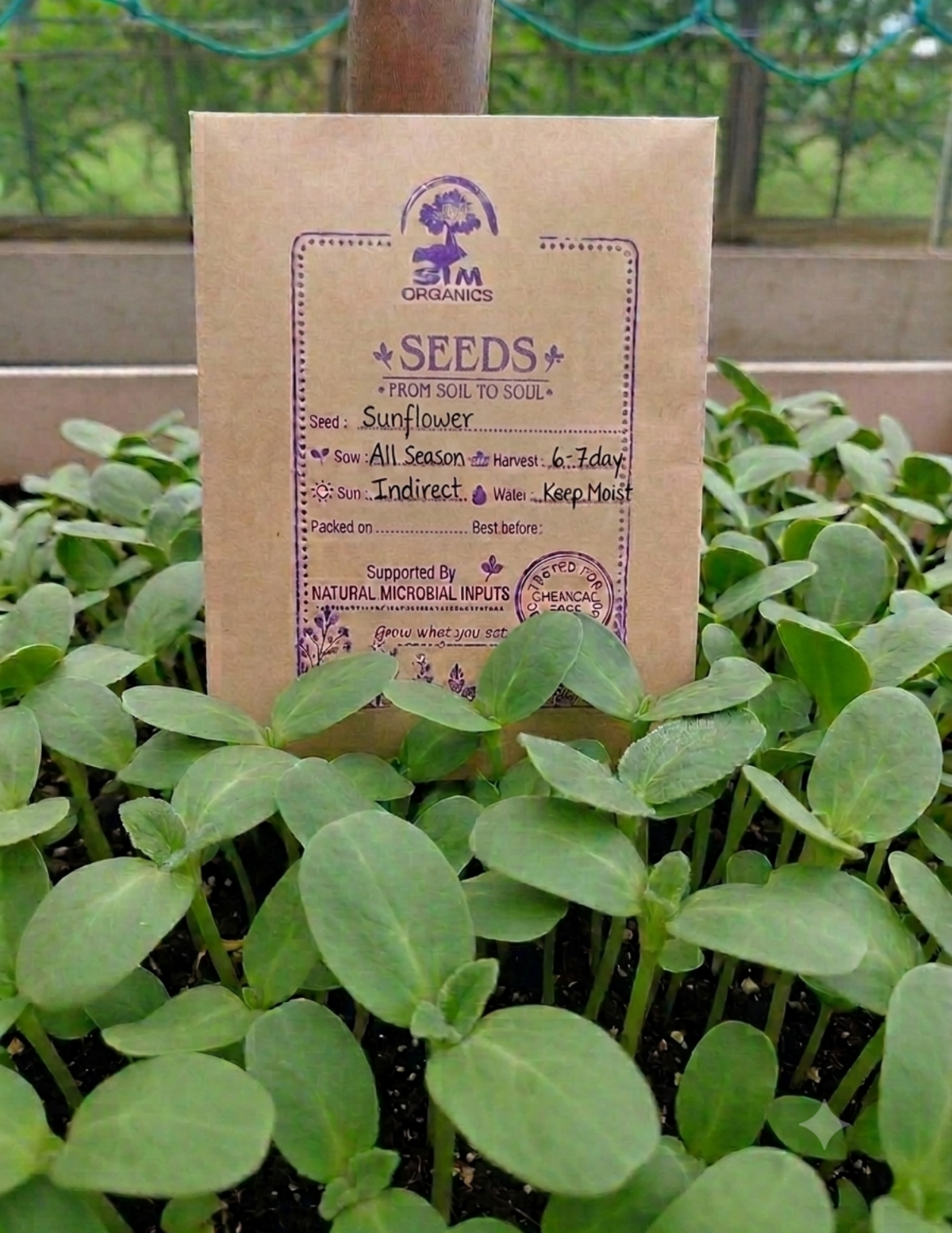 Sunflower Microgreen Seeds – SIM Organics
