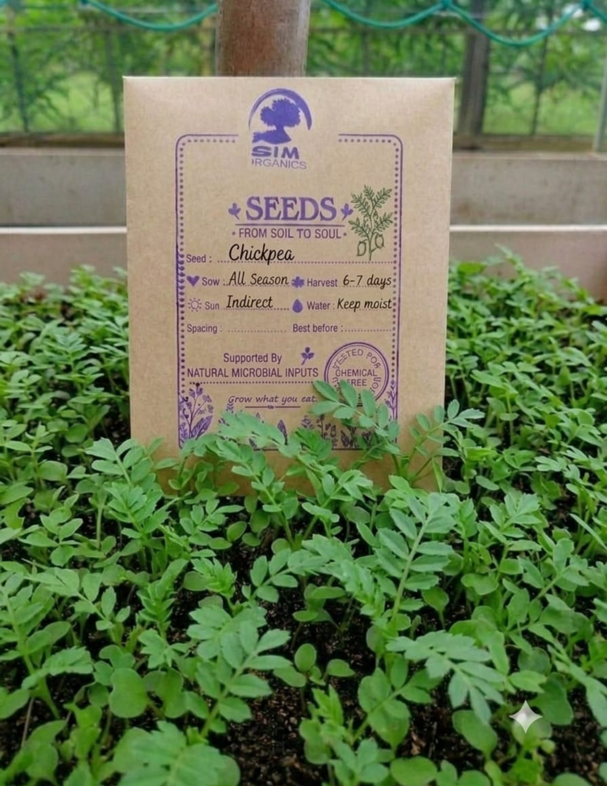 Chickpea Microgreen Seeds – SIM Organics