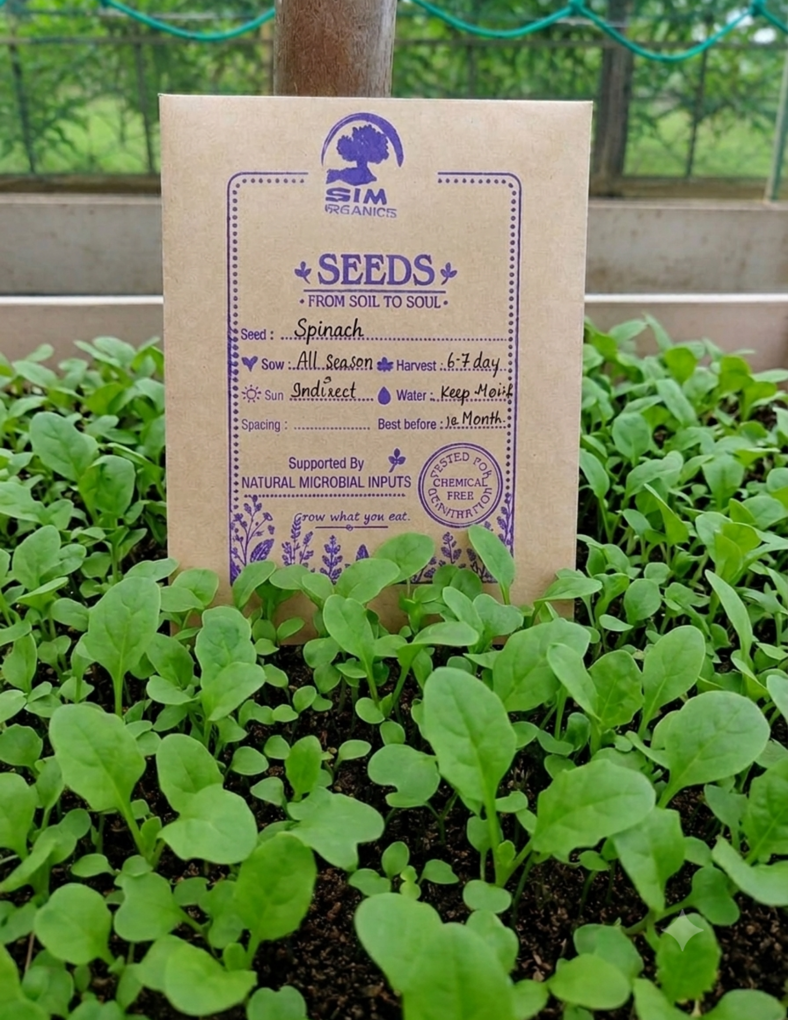 Spinach Microgreen Seeds – SIM Organics