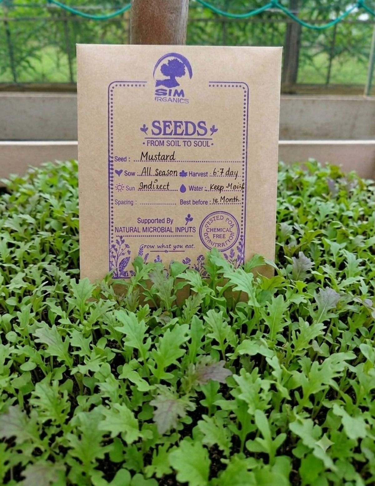 Mustard Microgreen Seeds – SIM Organics