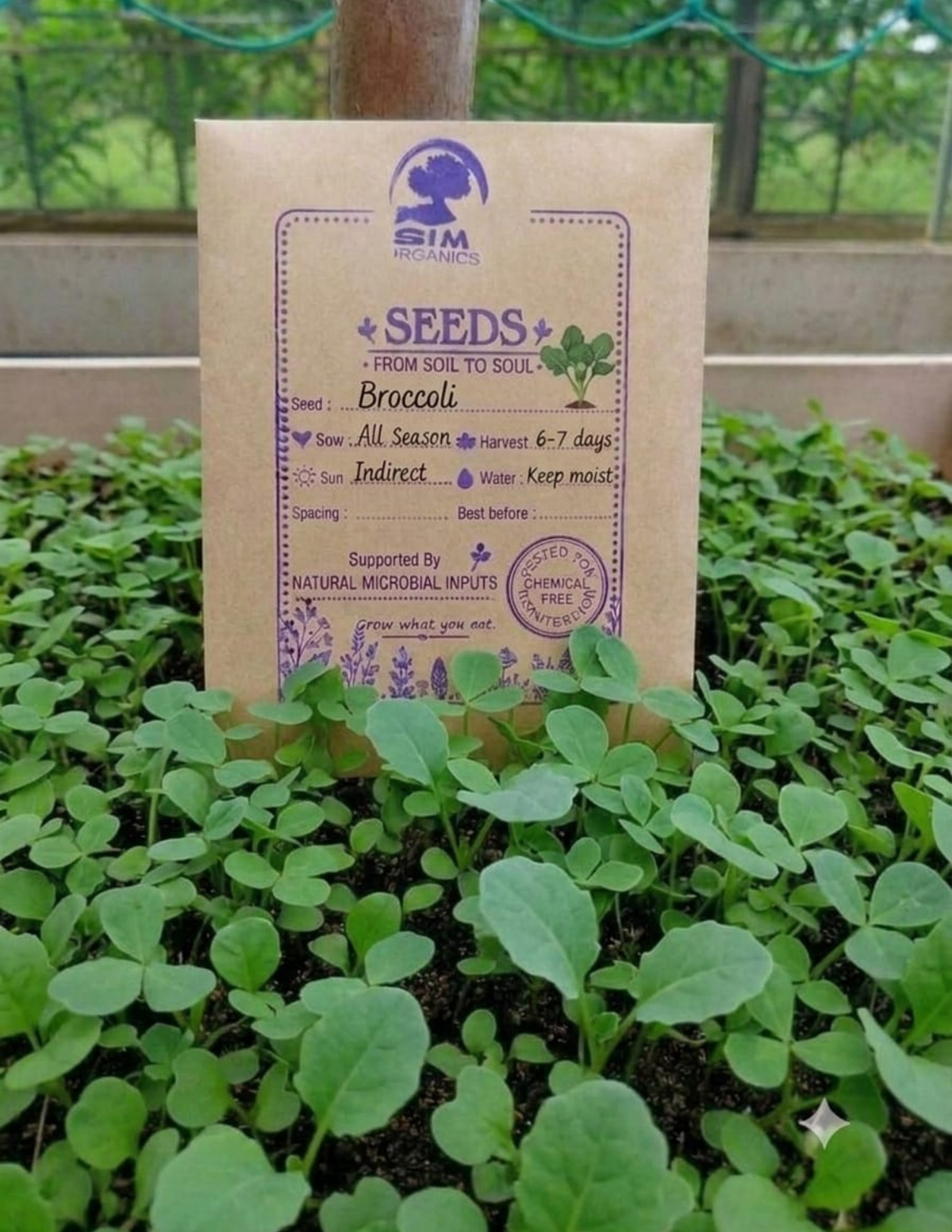 Broccoli Microgreen Seeds – SIM Organics