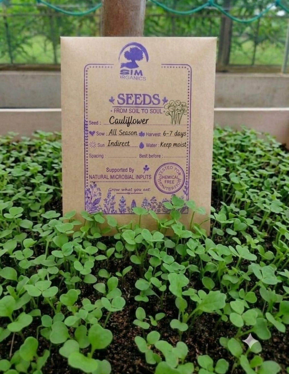 Cauliflower Microgreen Seeds – SIM Organics