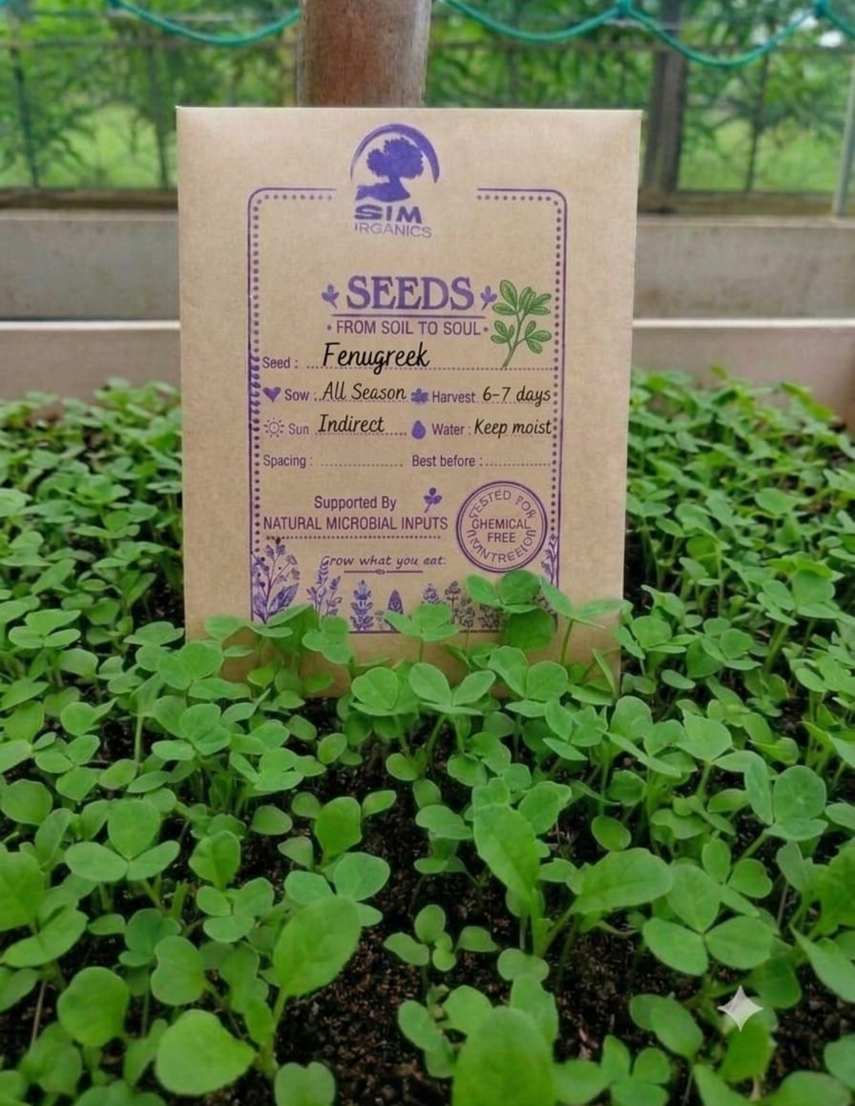Fenugreek Microgreen Seeds – SIM Organics