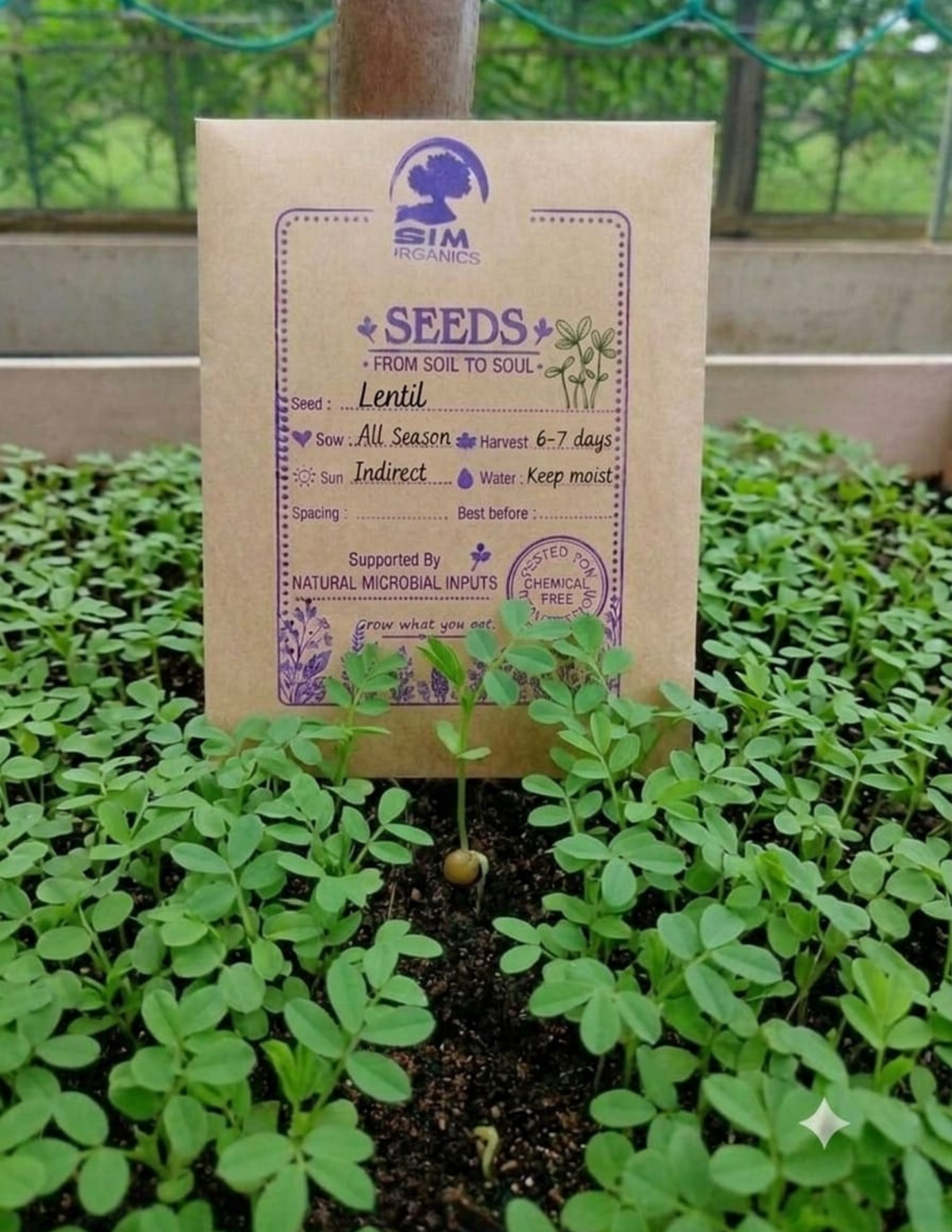 Lentil Microgreen Seeds – SIM Organics