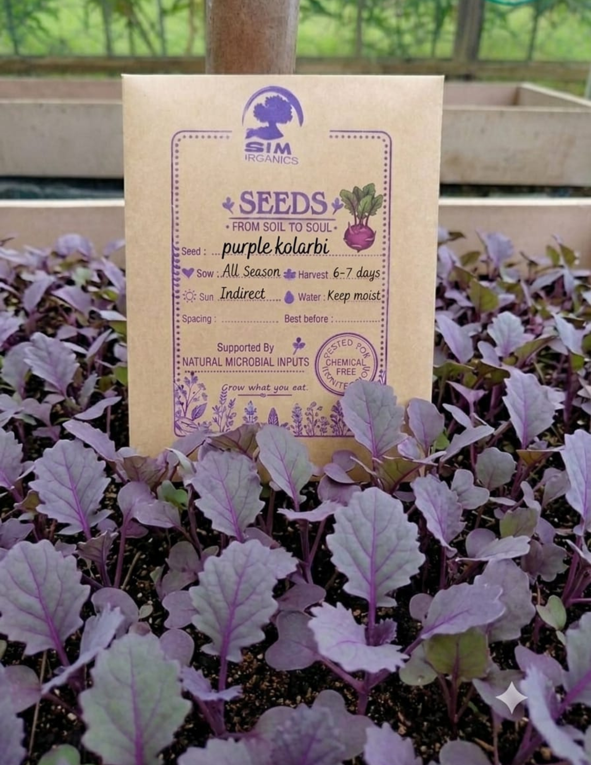 Knol Khol Microgreen Seeds – SIM Organics