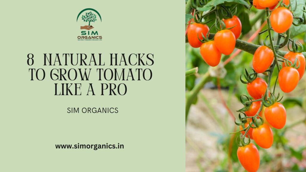 8-Natural-Hacks-to-grow-tomato-like-a-pro