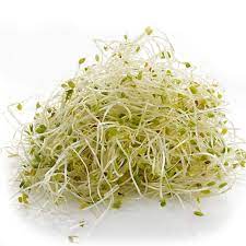 Alfalfa Microgreens