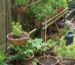 Grow Your Terrace Garden