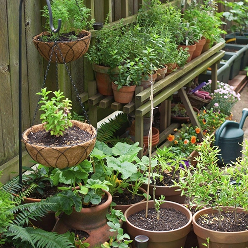 Grow Your Terrace Garden