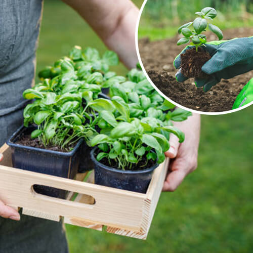 Herb Planting Instructions