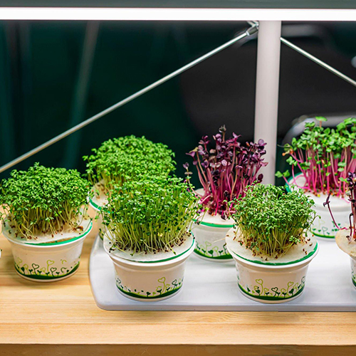 How to Grow Nutritious Microgreens at Home