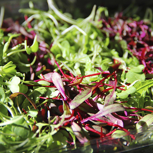 Maximizing Microgreens in Your Daily Diet