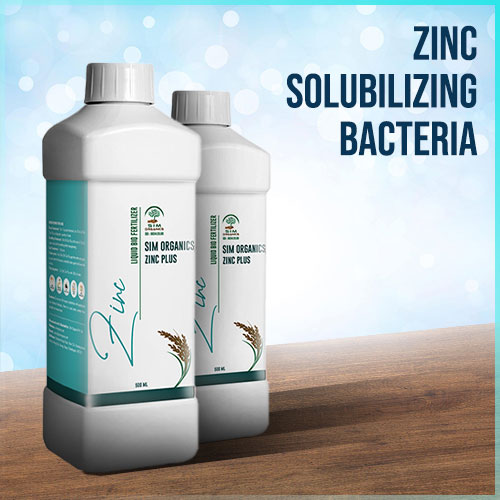 Zinc Solubilizing bacteria