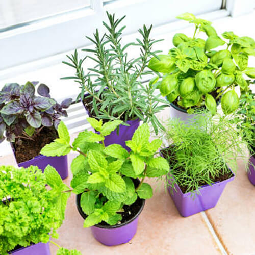 Thriving Vegetable and Herb Garden