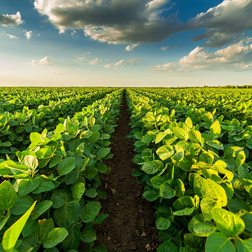 Vegetable Growing Calendar for India