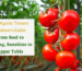 organic tomato gardening guide