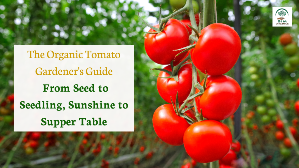 organic tomato gardening guide