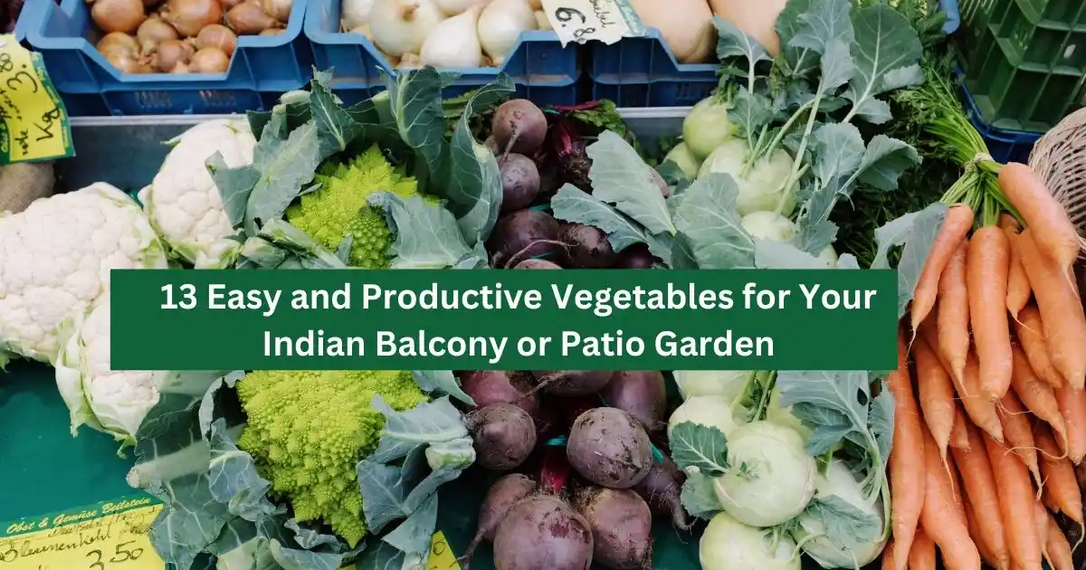 13 Easy And Productive Vegetables For Your Indian Balcony Or Patio Garden 11zon