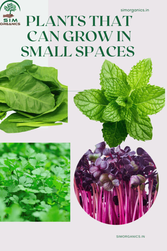 Plants That Can Grow In Small Spaces